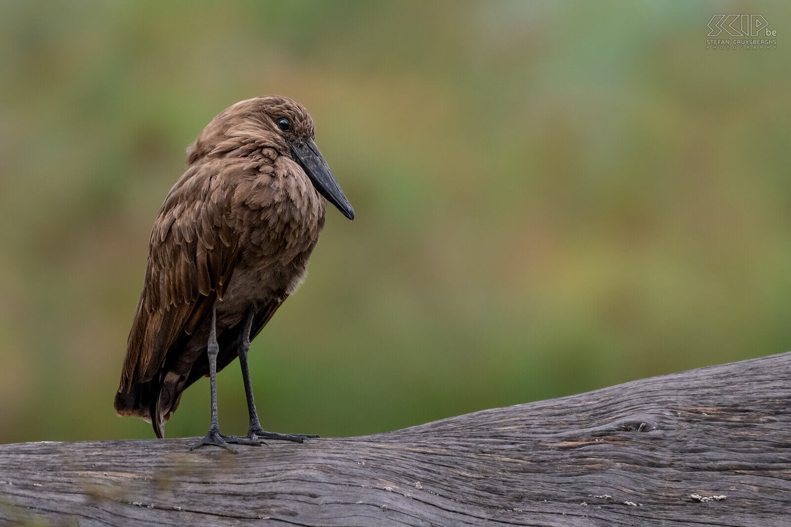 Lake Naivasha - Hamerkop The hamerkop  is a common medium-sized brown African water bird. They have a characteristic head that resembles a hammer when the bird extends its neck. The hamerkop is best known for its gigantic nests that can grow up to 1.5 meters in size.  Stefan Cruysberghs